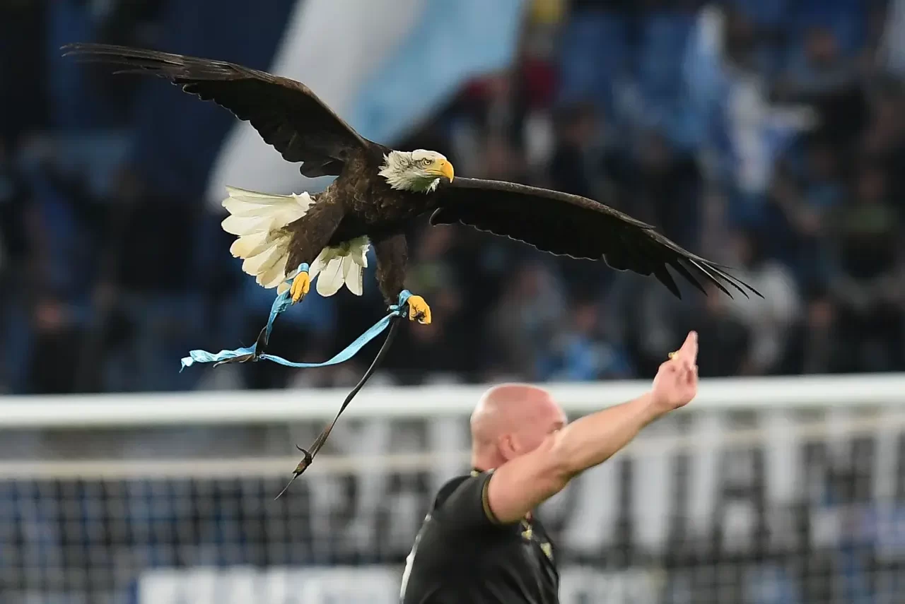 Falconiere Lazio licenziato