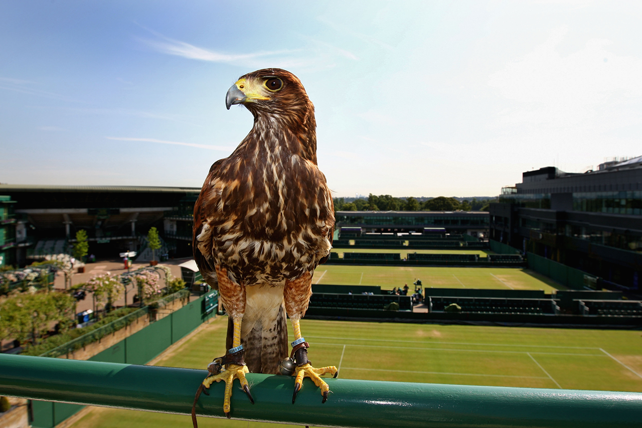 Wimbledon falco Rufus